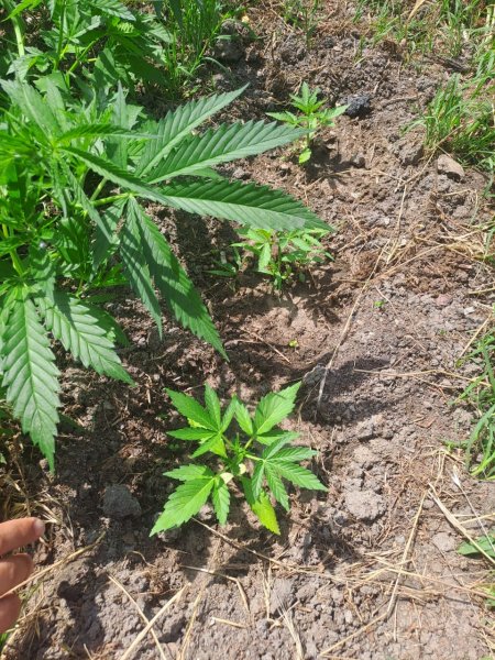 Факт незаконного культивирования наркосодержащих растений выявлен новоселицкими полицейскими