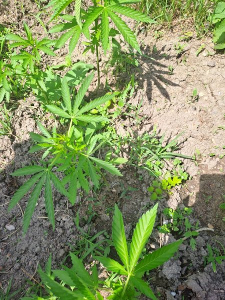 Факт незаконного культивирования наркосодержащих растений выявлен новоселицкими полицейскими