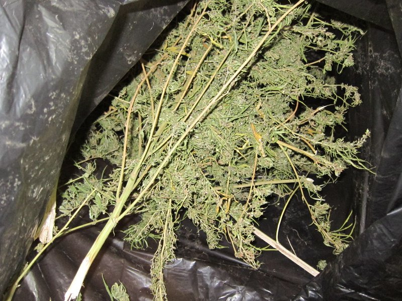 В Новоселицком округе полицейские выявили факт хранения наркосодержащего растения
